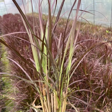 观赏草紫叶狼尾草基地批发50-1米高量大