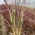 观赏草紫叶狼尾草基地批发50-1米高量大
