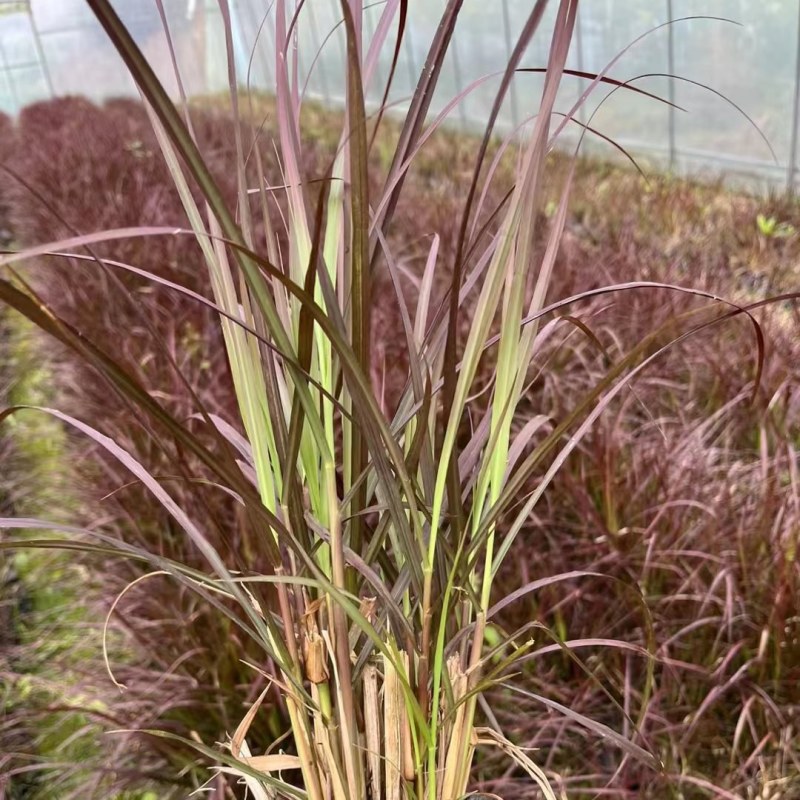 观赏草紫叶狼尾草基地批发50-1米高量大