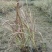 观赏草紫叶狼尾草基地批发50-1米高量大