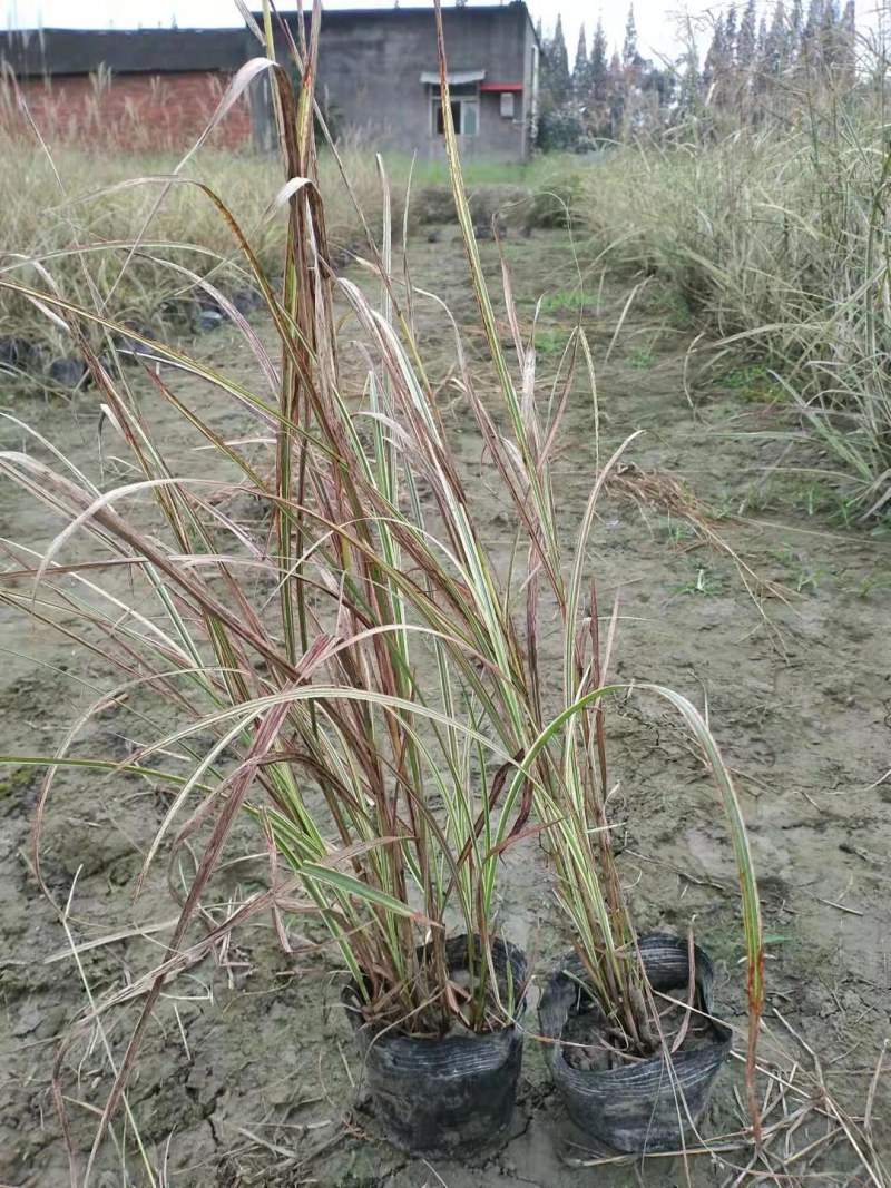观赏草紫叶狼尾草基地批发50-1米高量大