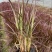 观赏草紫叶狼尾草基地批发50-1米高量大