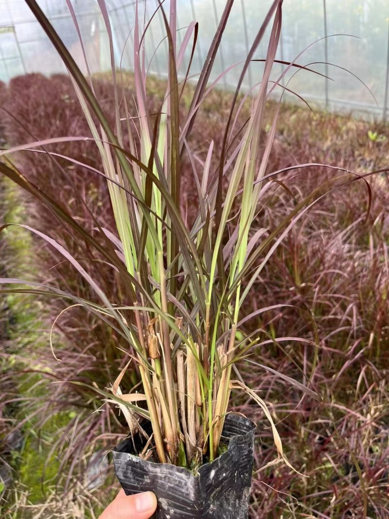 观赏草紫叶狼尾草基地批发50-1米高量大