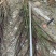 观赏草紫叶狼尾草基地批发50-1米高量大