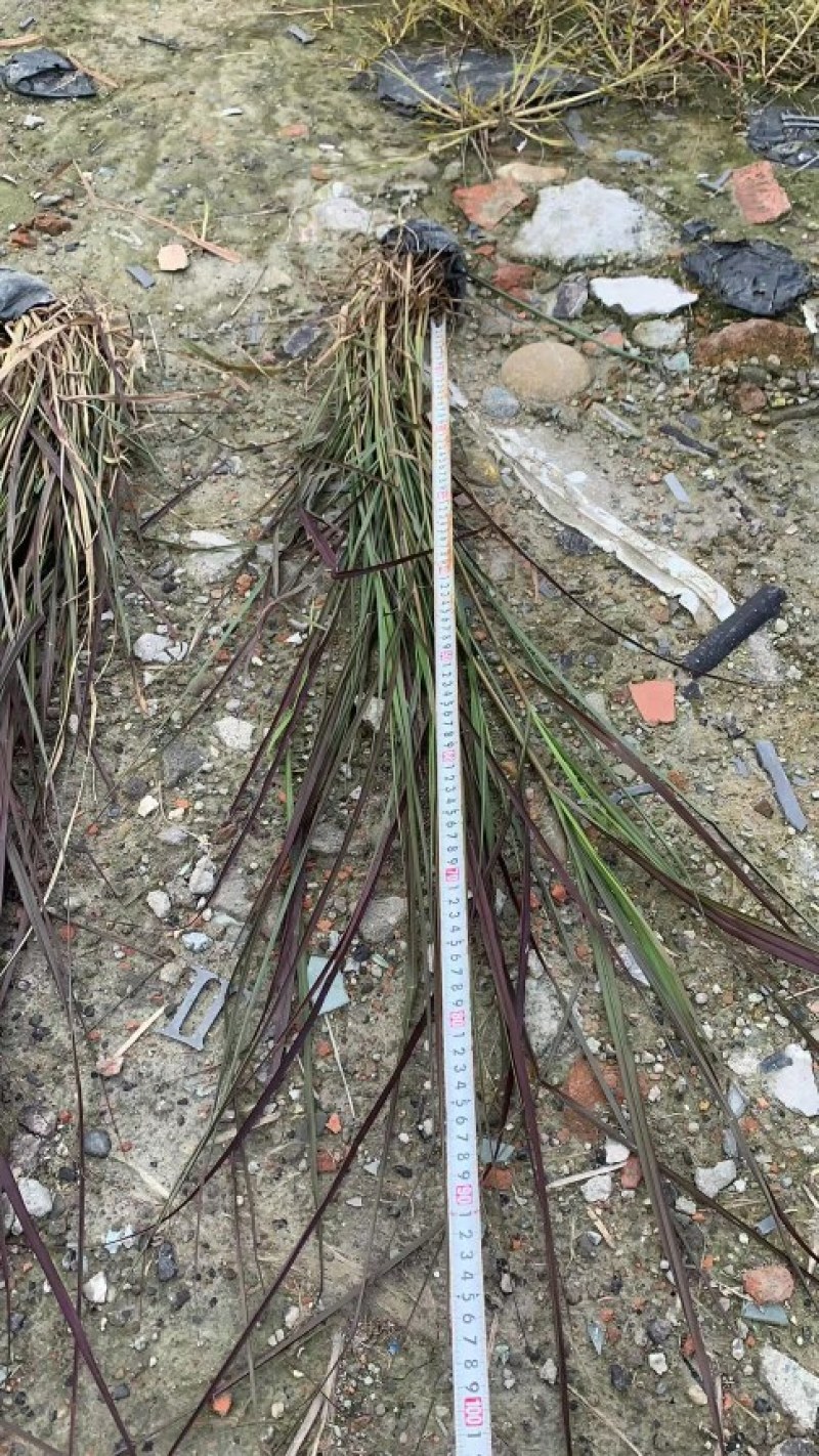 观赏草紫叶狼尾草基地批发50-1米高量大