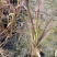 观赏草紫叶狼尾草基地批发50-1米高量大
