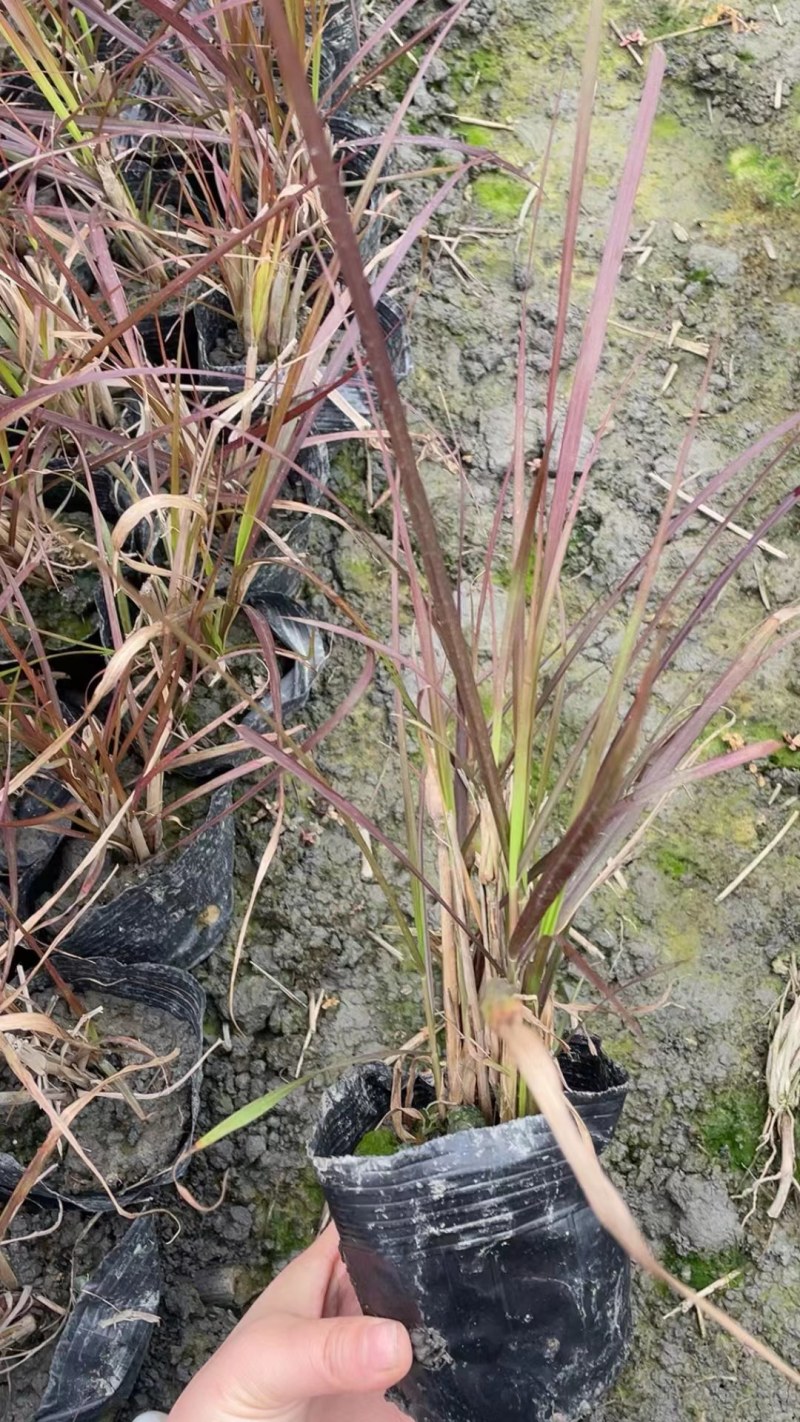 观赏草紫叶狼尾草基地批发50-1米高量大