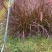观赏草紫叶狼尾草基地批发50-1米高量大