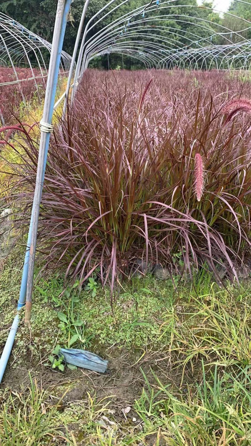 观赏草紫叶狼尾草基地批发50-1米高量大