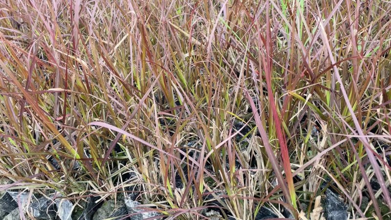 观赏草紫叶狼尾草基地批发50-1米高量大