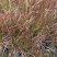 观赏草紫叶狼尾草基地批发50-1米高量大