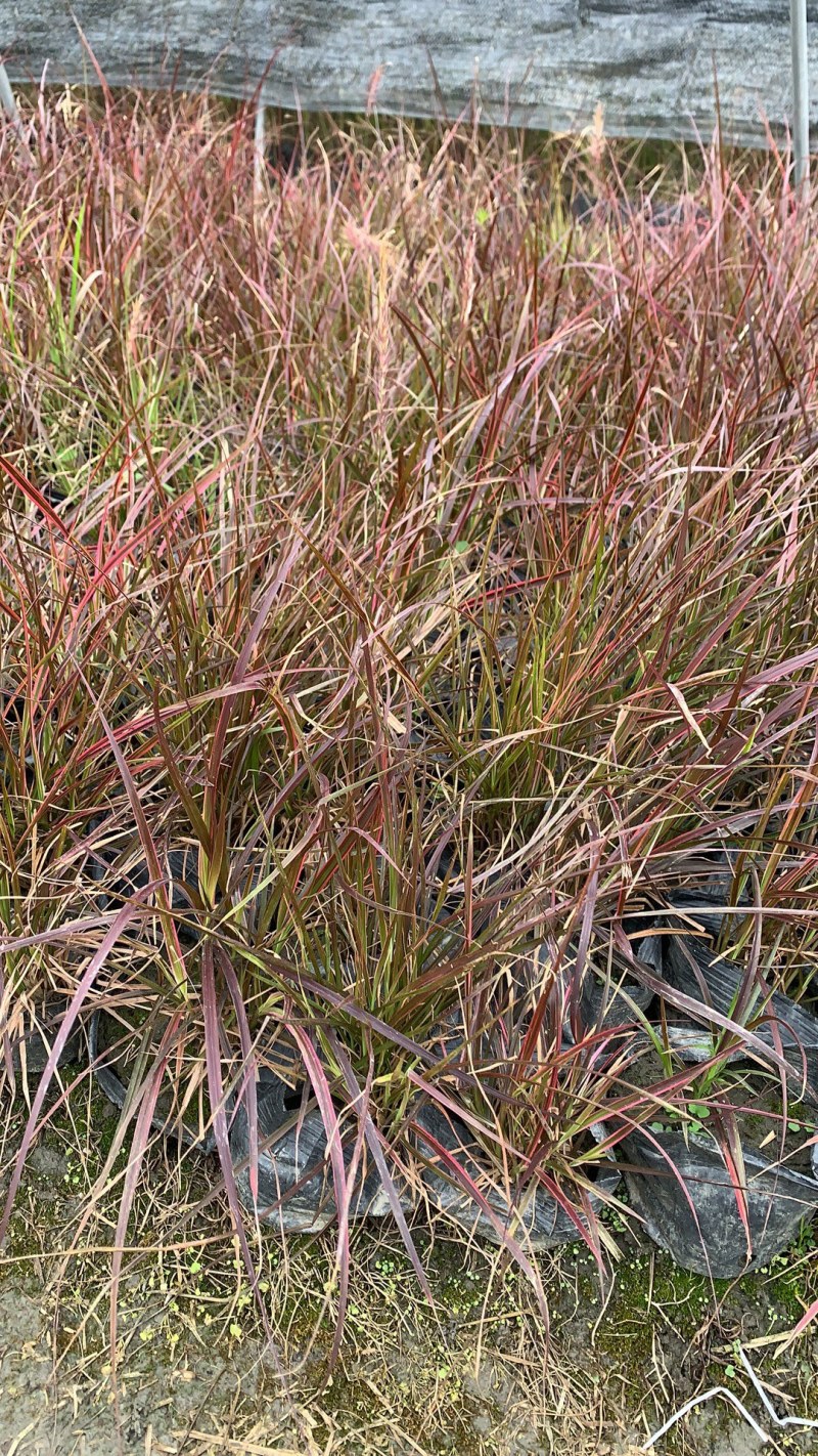 观赏草紫叶狼尾草基地批发50-1米高量大