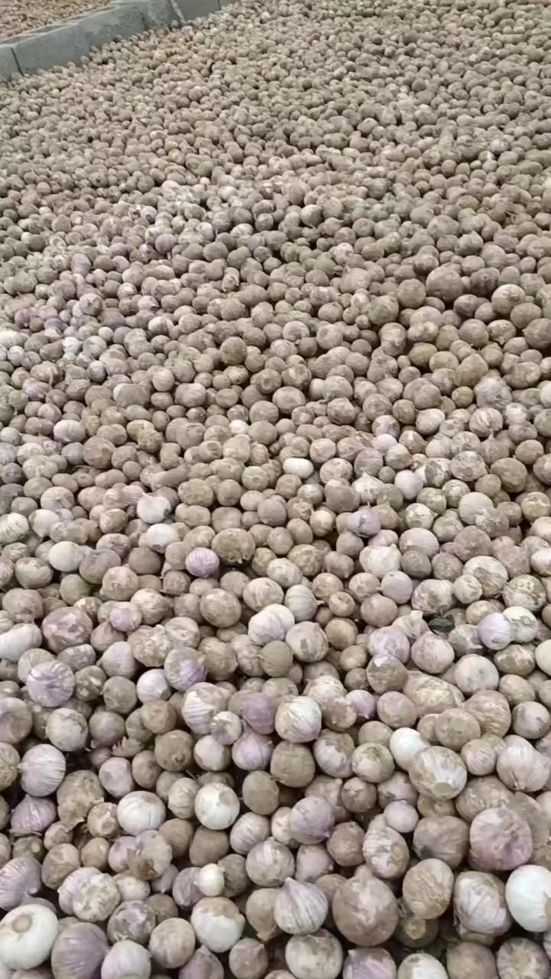 辽宁葫芦岛独头蒜，紫皮大蒜，产地直发，量大从优，欢迎选购