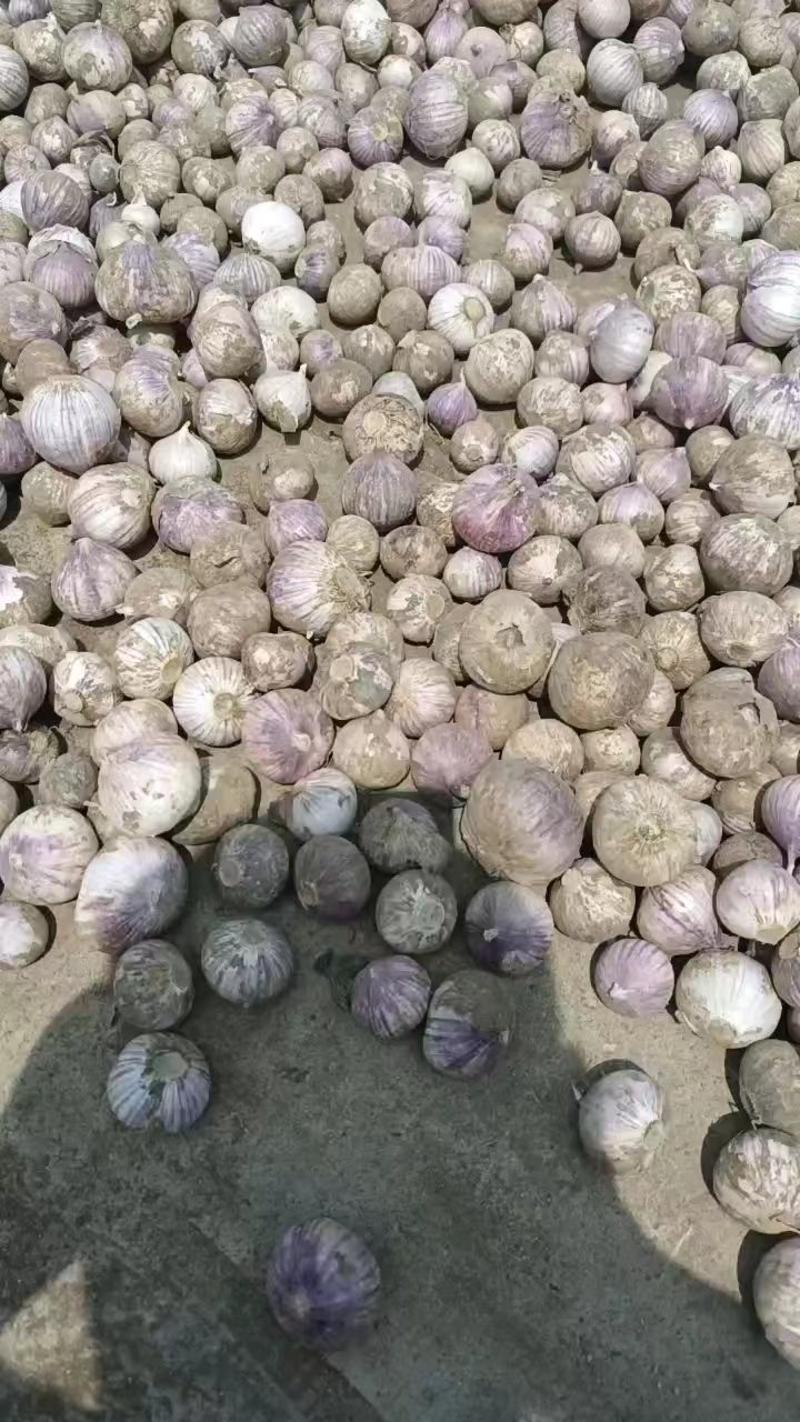 辽宁葫芦岛独头蒜，紫皮大蒜，产地直发，量大从优，欢迎选购