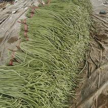 山东莘县精品长豆角己大量上市，基地直发，电商供货。