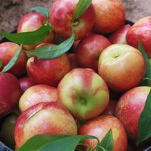 湖北桃曙光油桃品种多，黄心油桃，毛桃，大量供应，随行就市