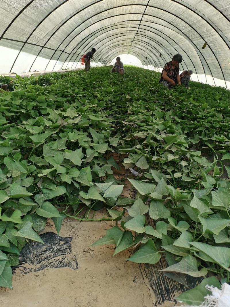 李枝育苗基地，优质脱毒试管扩繁苗大量出货中