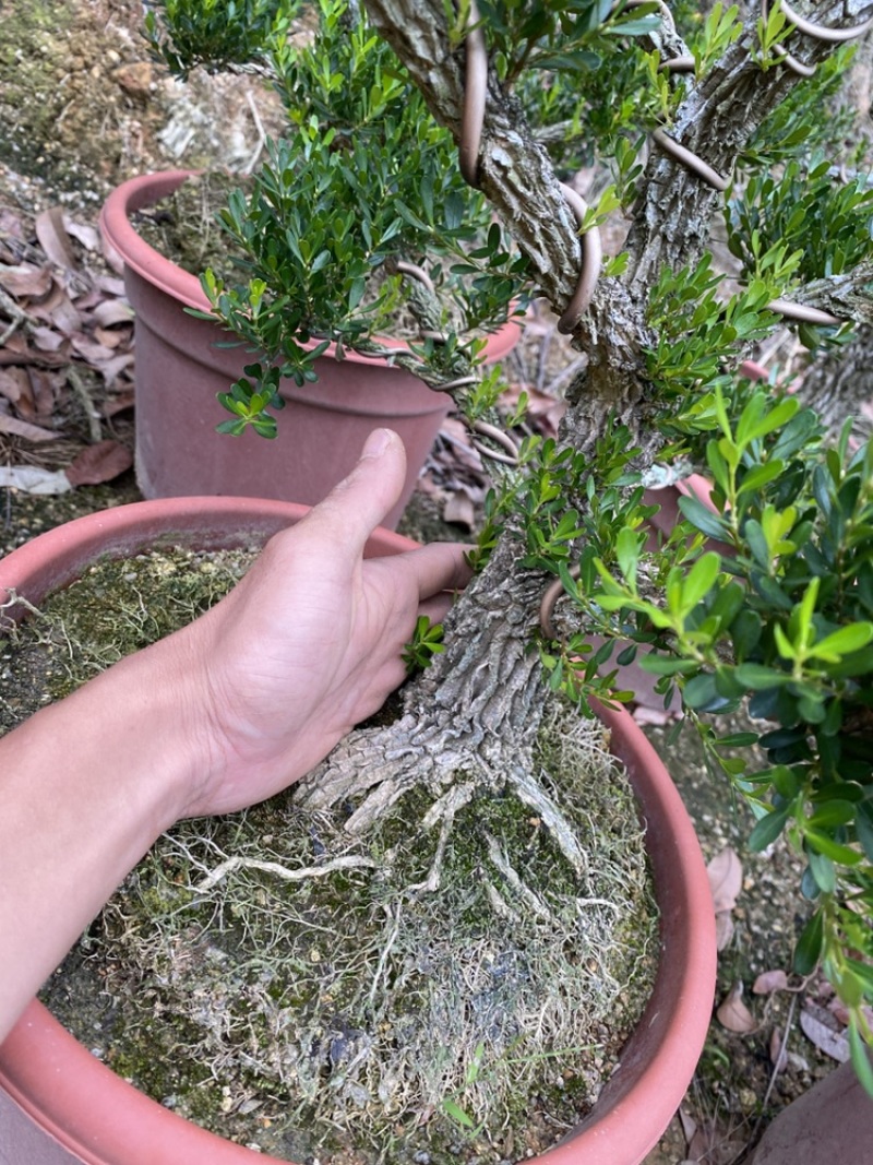 黄杨盆景小叶黄杨雀舌黄杨