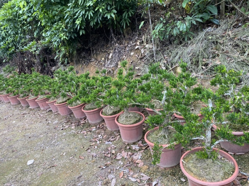黄杨盆景小叶黄杨雀舌黄杨