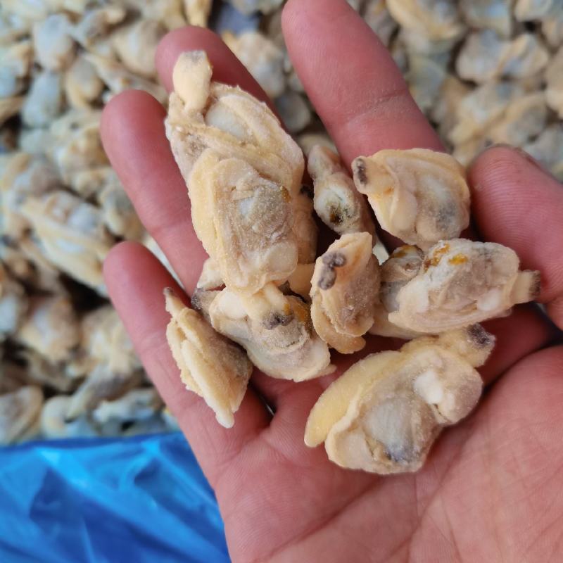 无冰无沙花甲肉文蛤贝壳肉嘎啦肉黄，饭店，捞汁
