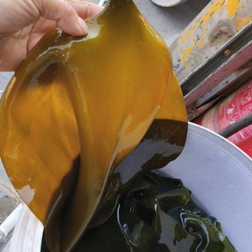 海带皮中国人的长寿菜泡发效果好价格美丽