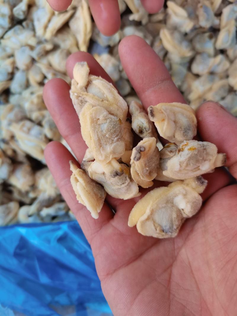 无冰无沙花甲肉文蛤贝壳肉嘎啦肉黄，饭店，捞汁