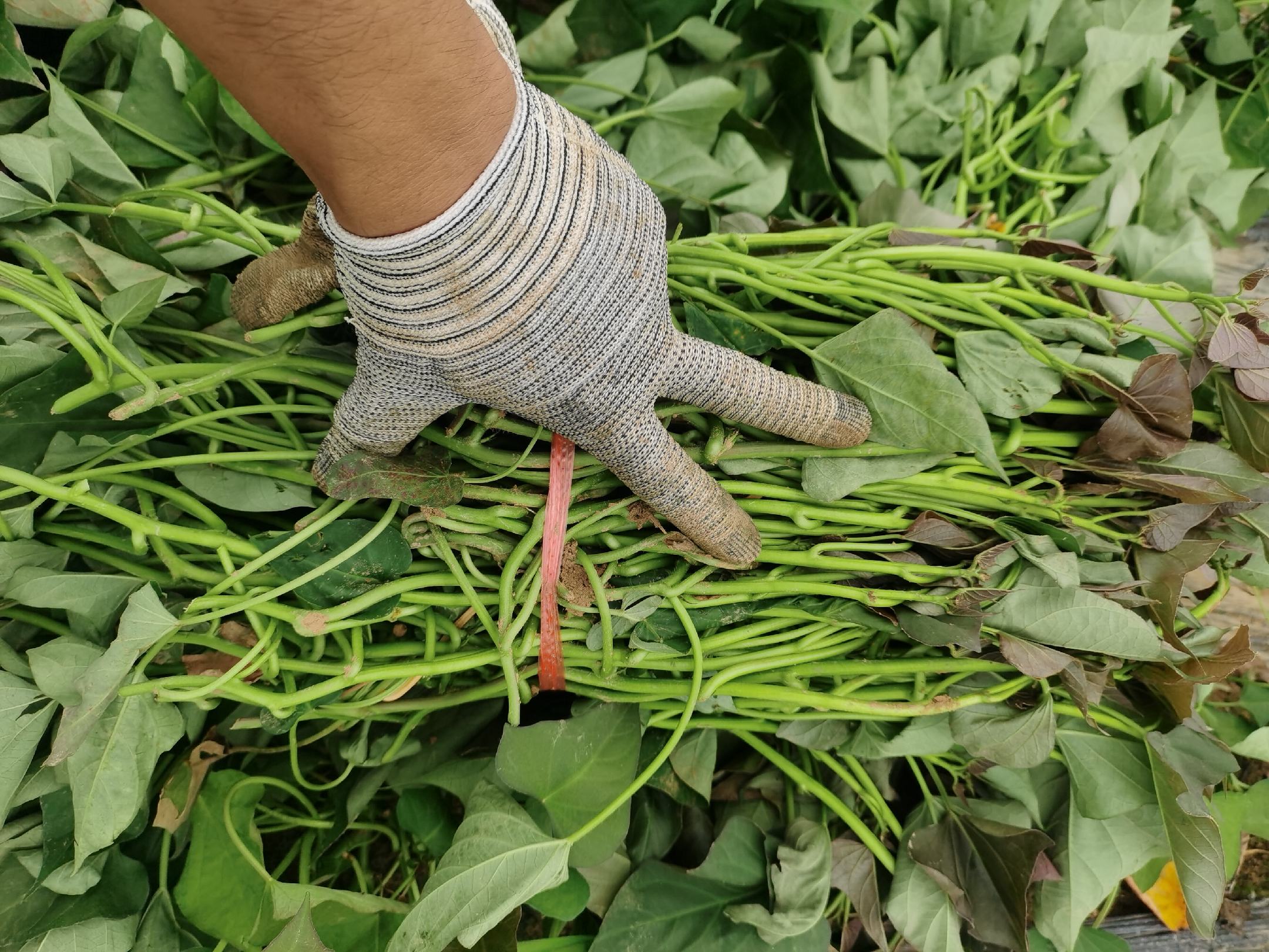 薯藤梗清洗与处理步骤图