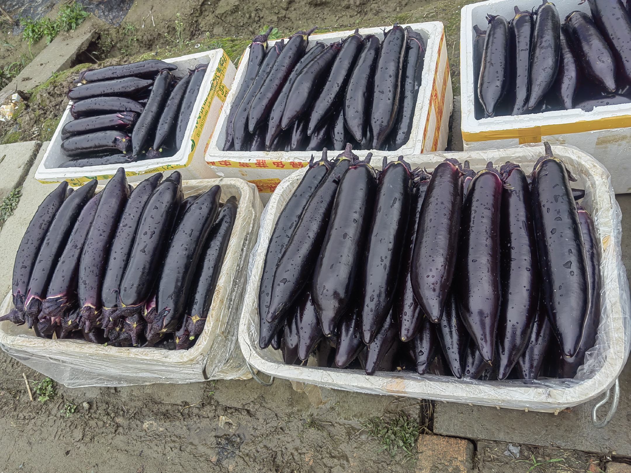 挑选茄子的实用技巧图解