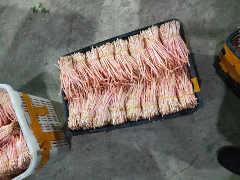 精品折耳根芽子一手货源货源充足量大从优对接全国