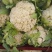 菜花/小米粒有机花/白面青梗散花一手货源代收代发打冷发货