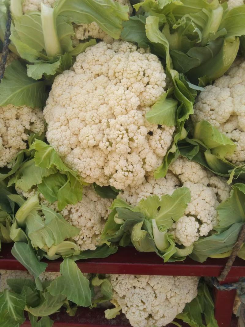 菜花/小米粒有机花/白面青梗散花一手货源代收代发打冷发货