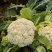 菜花/小米粒有机花/白面青梗散花一手货源代收代发打冷发货