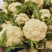 菜花/小米粒有机花/白面青梗散花一手货源代收代发打冷发货
