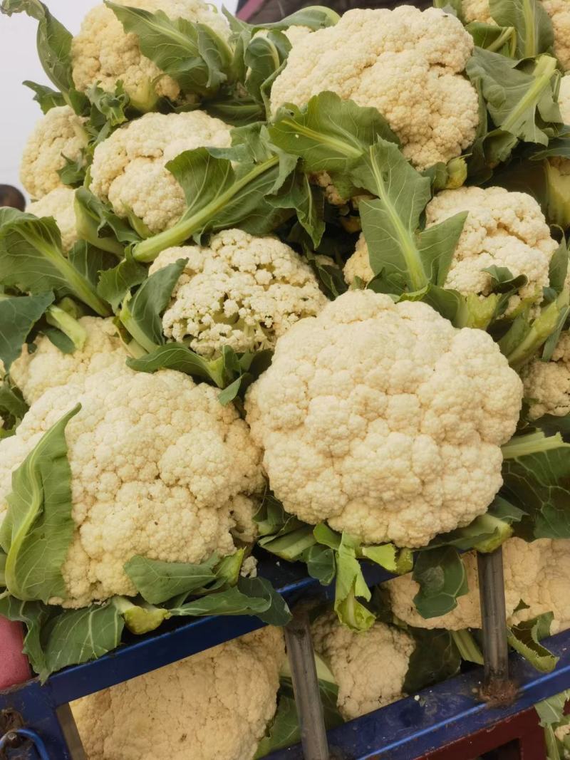 菜花/小米粒有机花/白面青梗散花一手货源代收代发打冷发货