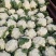 菜花/小米粒有机花/白面青梗散花一手货源代收代发打冷发货
