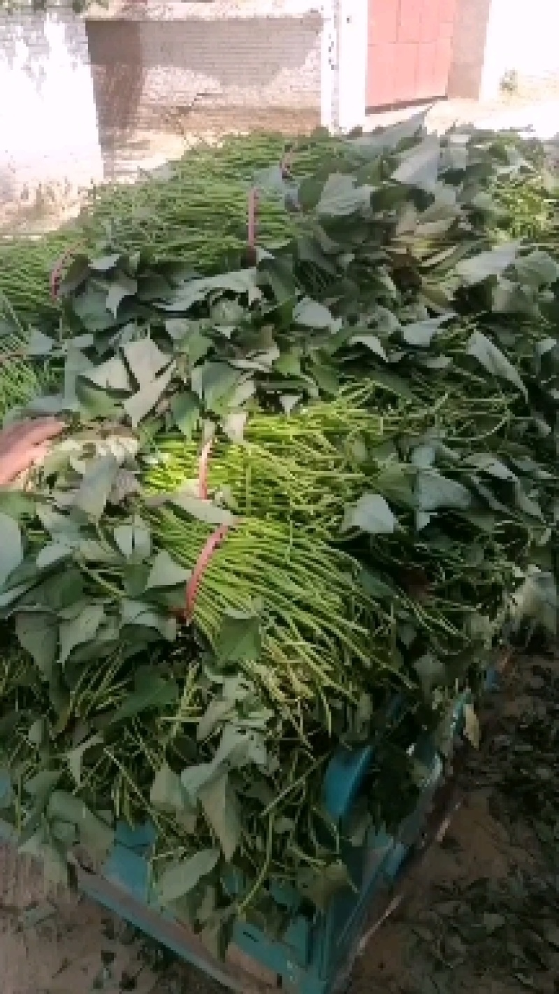 扩繁红薯苗