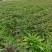 莴笋青红莴笋大量供应发往全国基地直发欢迎采购