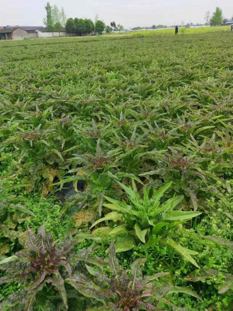 莴笋青红莴笋大量供应发往全国基地直发欢迎采购