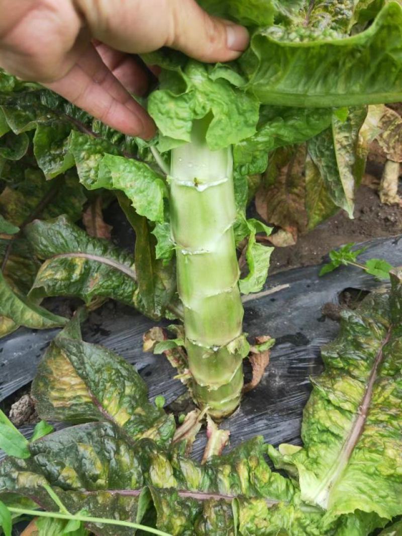莴笋青红莴笋大量供应发往全国基地直发欢迎采购