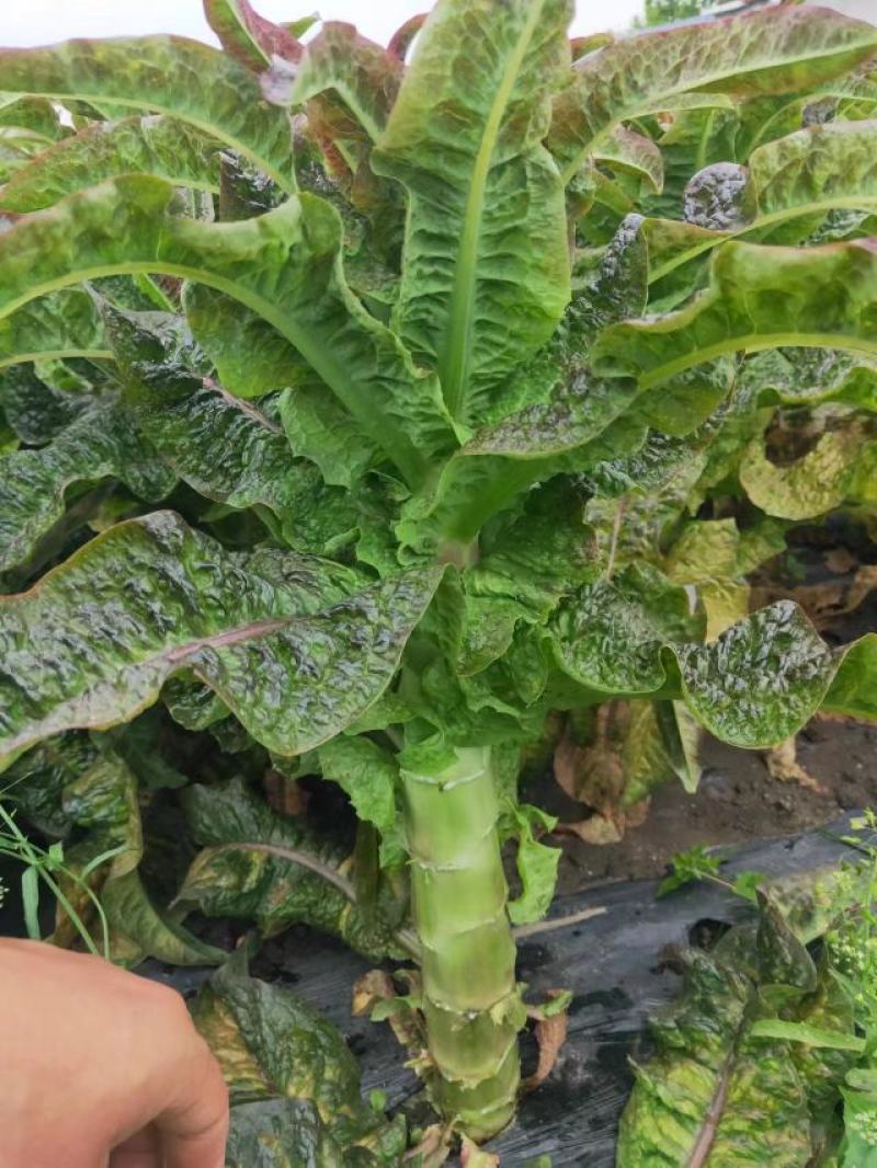 莴笋青红莴笋大量供应发往全国基地直发欢迎采购