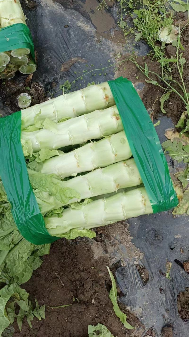 莴笋青红莴笋大量供应发往全国基地直发欢迎采购