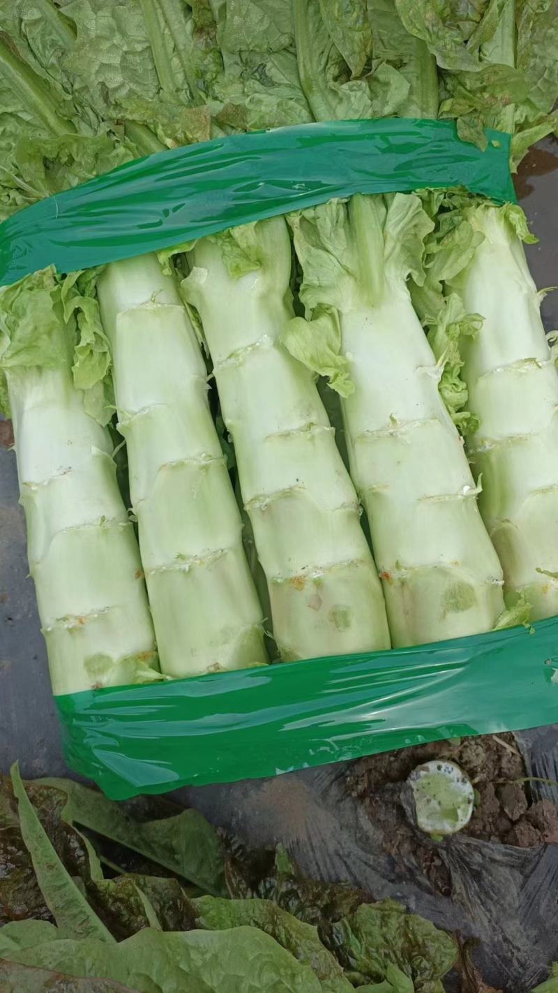 莴笋青红莴笋大量供应发往全国基地直发欢迎采购