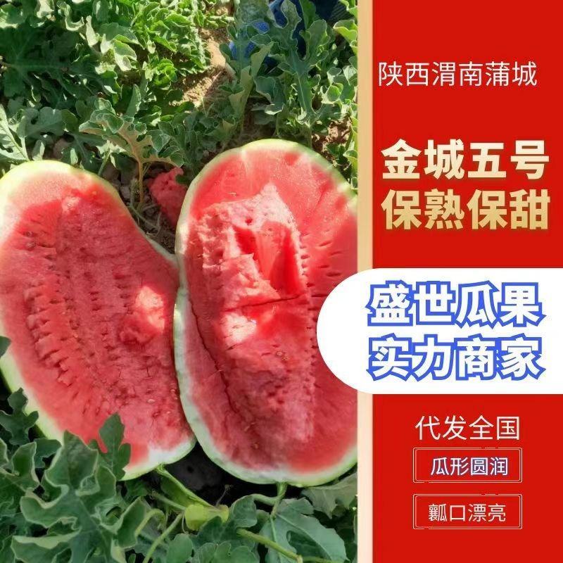 优质金城5号，品质好，口感好，耐运输，包售后