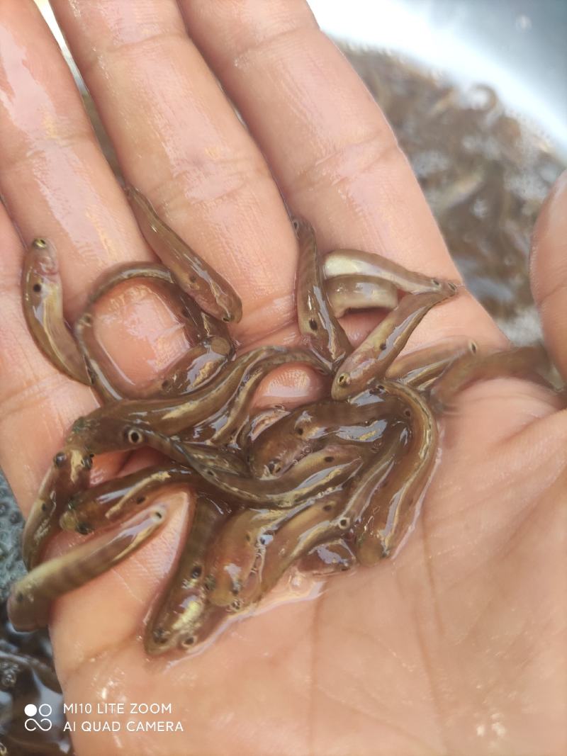 七星鱼苗，大量批发全国发货。