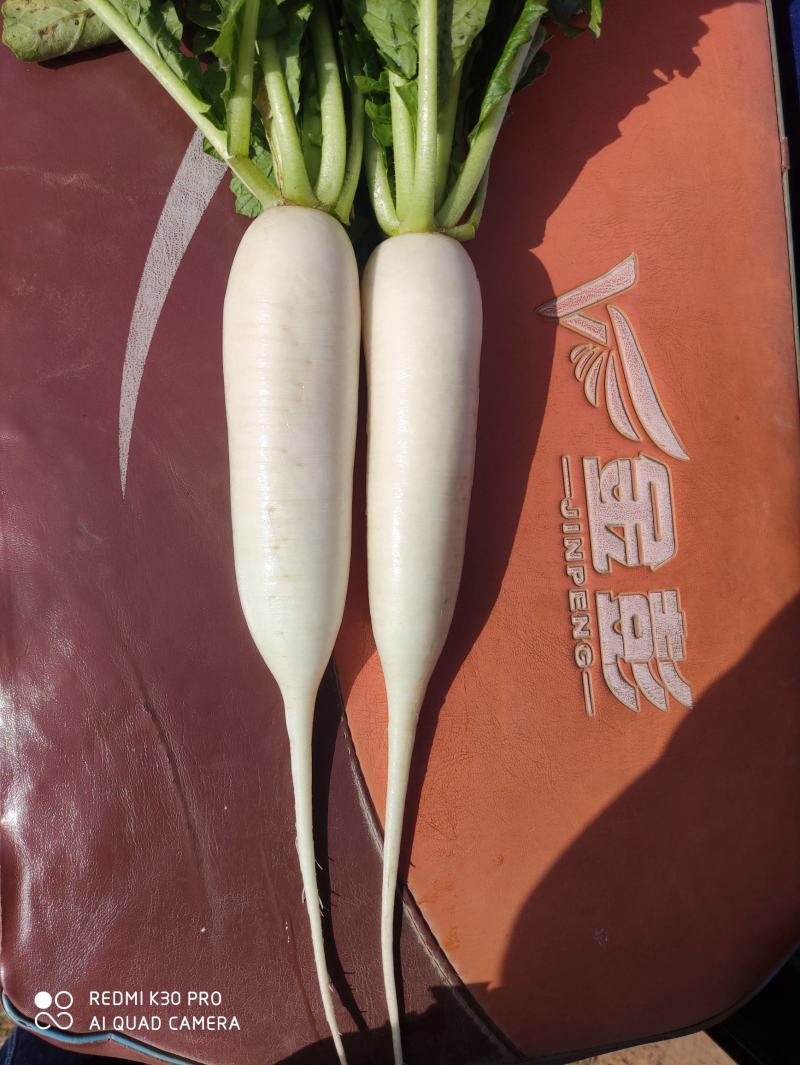 白萝卜