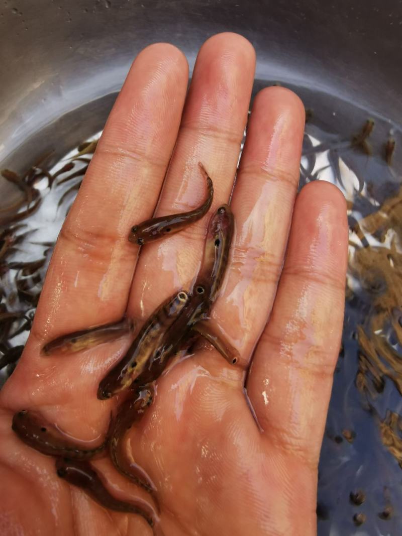 广西杂交快大七星鱼苗淡水养殖品种优良鱼塘直销