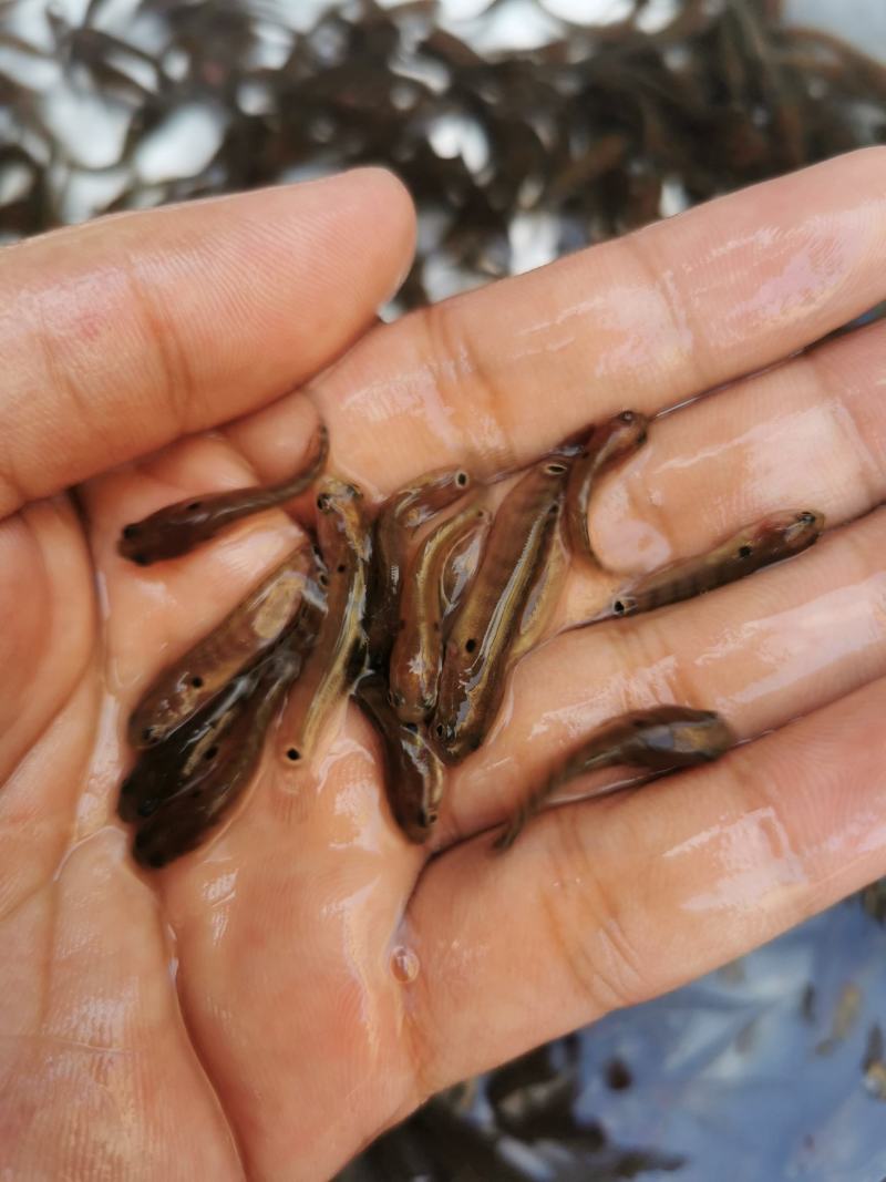 广西杂交快大七星鱼苗淡水养殖品种优良鱼塘直销
