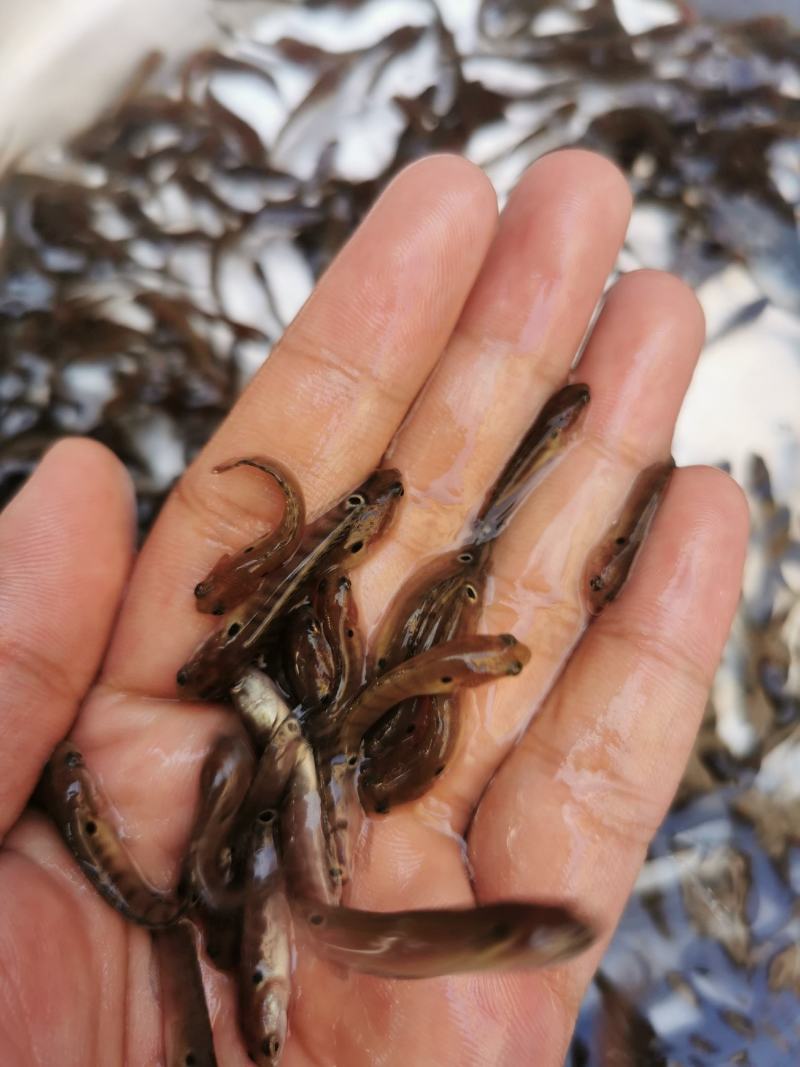 广西杂交快大七星鱼苗淡水养殖品种优良鱼塘直销