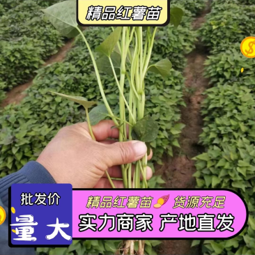商薯一九地瓜苗（原种）原产地，直发，货量充足
