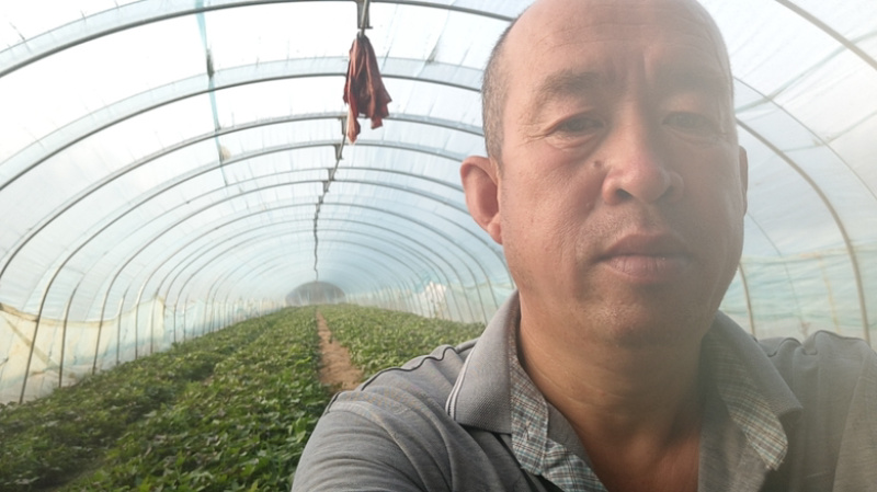 商薯一九地瓜苗（原种）原产地，直发，货量充足